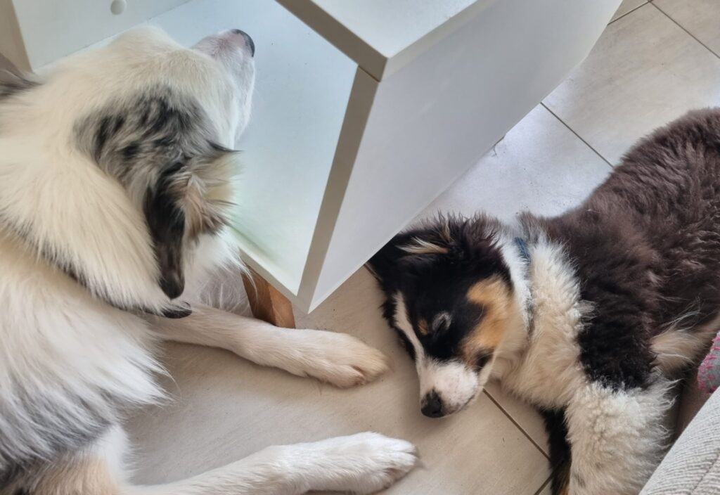 Shelby & son copain, après la balade, la sieste !