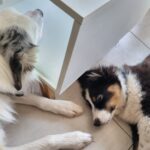 Shelby & son copain, après la balade, la sieste !