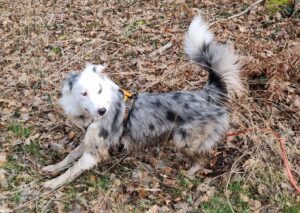 Lire la suite à propos de l’article Les promenades : une vrai stimulation mentale pour son chien