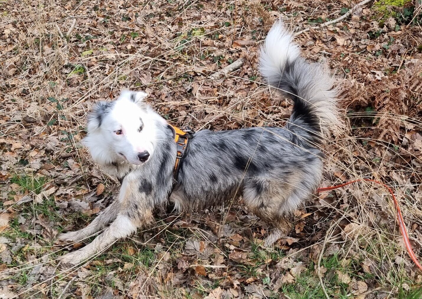 Lire la suite à propos de l’article Les promenades : une vrai stimulation mentale pour son chien