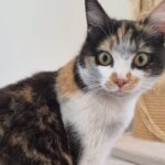 "Bah quoi ? Je suis belle comme ça, non ?" ,Panda