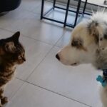 Hélios & Shelby, que se dise t-il ?