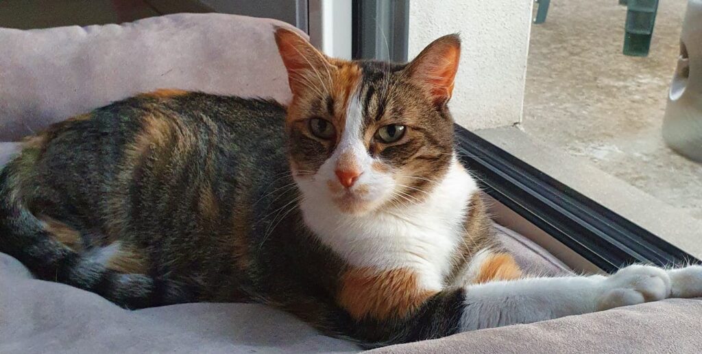 Glamour, si bien dans son coussin moelleux