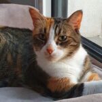 Glamour, si bien dans son coussin moelleux