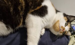 Le câlin du soir
