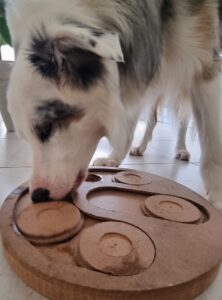 Lire la suite à propos de l’article Occuper son chien même en appartement grâce aux jeux d&rsquo;enrichissement